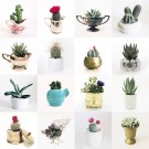 16 Succulents in Pouch, 250 brikker  thumbnail